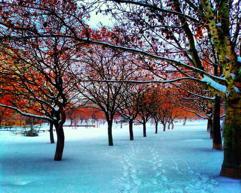 Snow-covered Park Trees — White