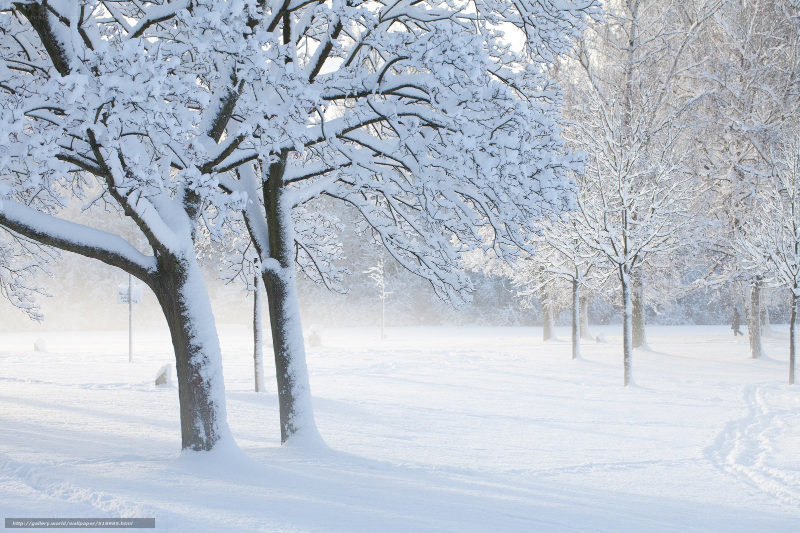 Snow-covered park trees