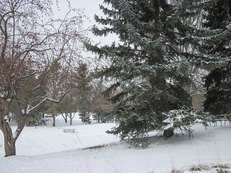Snow-covered Park — White, Calm, Winter, Photograph
