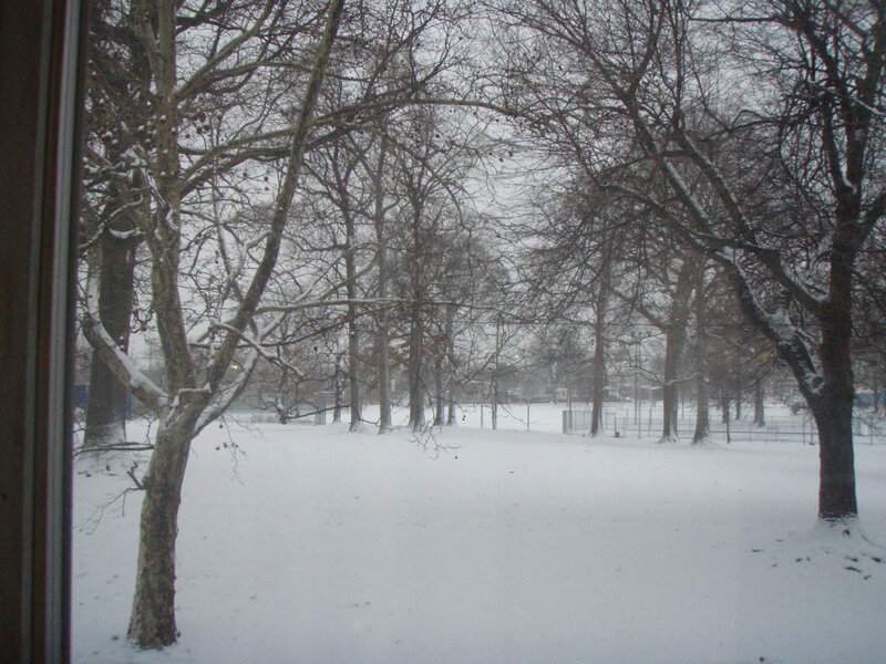 Snow-covered Park — White, Calm, Winter, Photograph, Trees, Fence, Snow