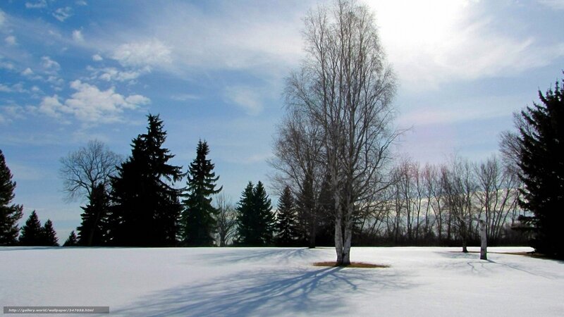 Snow-covered Park — White, Serene, Winter, Photograph, Trees, Sky