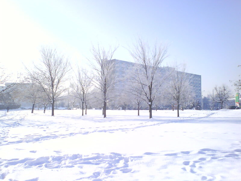 Snow-covered Park — White, Serene, Winter, Photograph, Trees