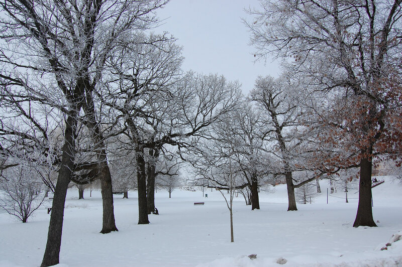 Snow-covered park with frosty trees