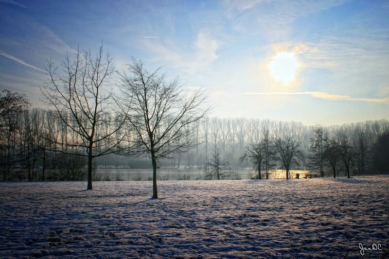Snow-covered Park with Trees — Blue, Serene
