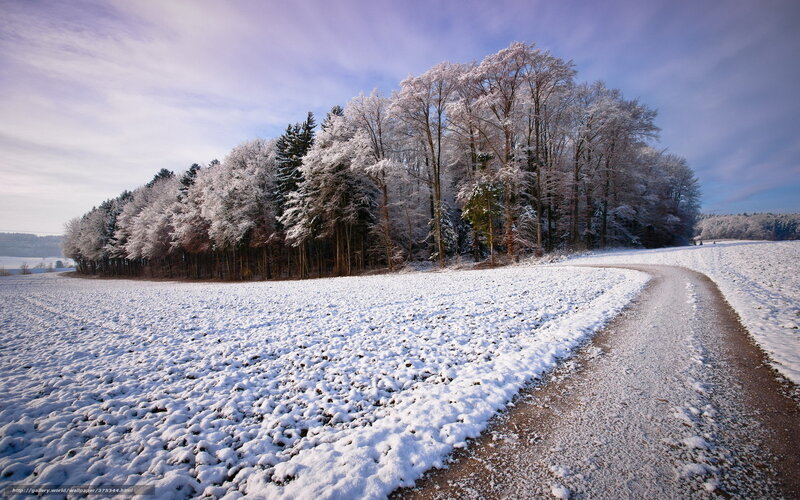 Snow-covered Path and Trees