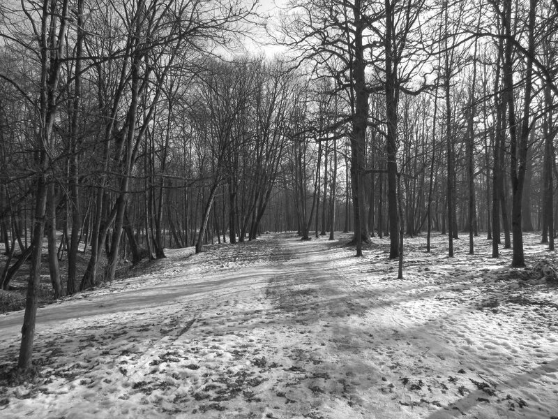 Snow-covered Path in Forest — Black, Serene