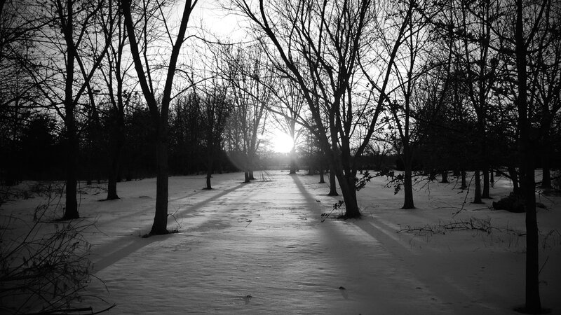 Snow-covered Path in Forest — Black, Serene, Winter