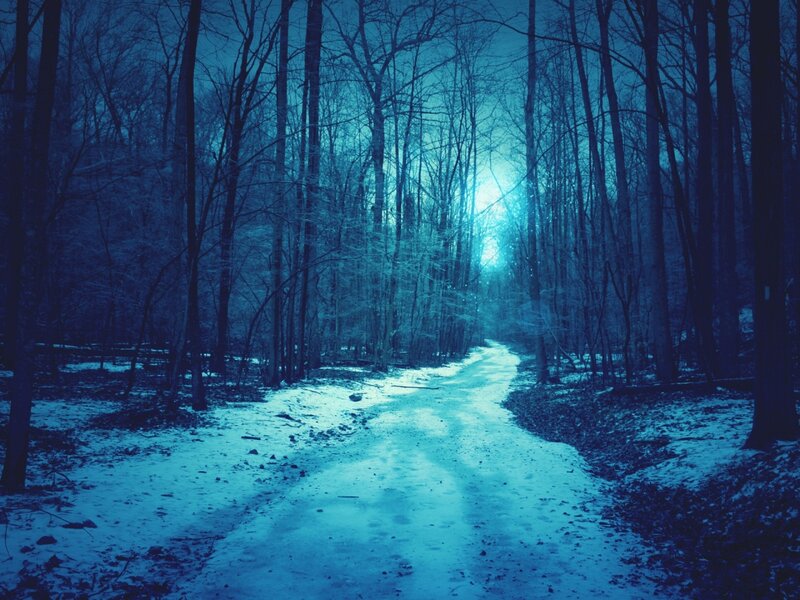 Snow-covered Path in Forest — Blue, Cold