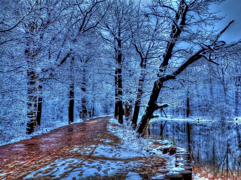 Snow-covered Path in Forest — Blue, Serene
