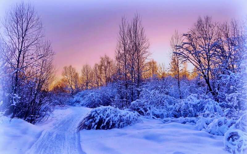 Snow-covered Path in Forest — Blue, Serene, Winter, Photograph