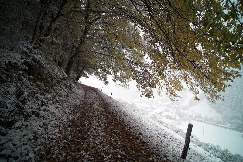 Snow-covered Path in Forest — Brown, Serene