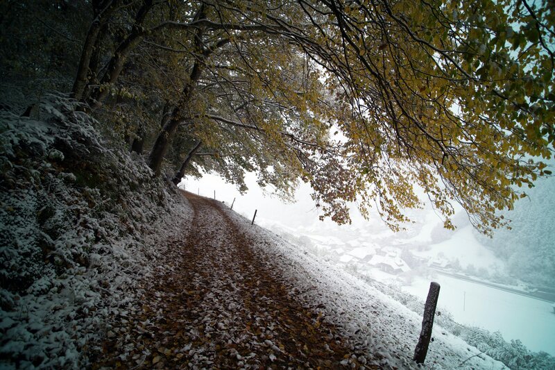 Snow-covered Path in Forest — Brown, Serene, Winter