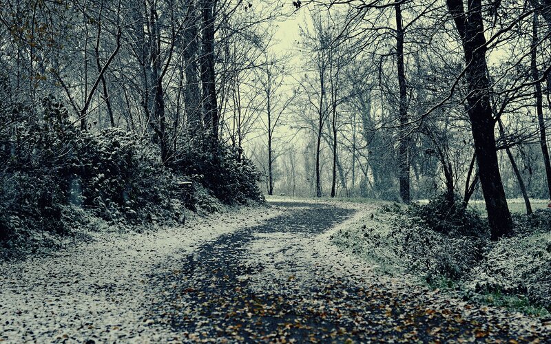 Snow-covered Path in Forest — Gray, Dreary