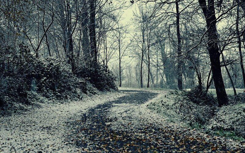 Snow-covered Path in Forest — Gray