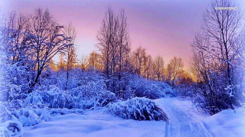 Snow-covered Path in Forest — Purple