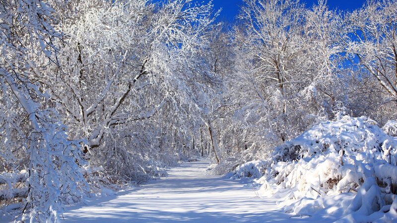 Snow-covered Path in Forest — Sky