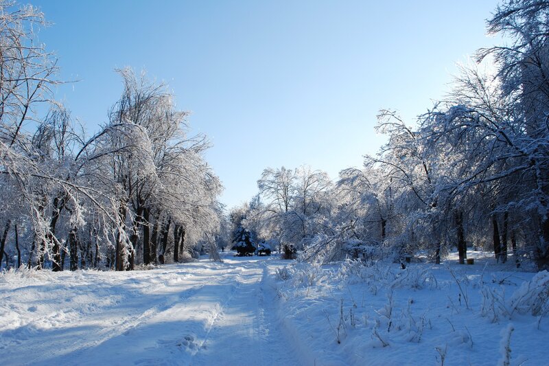 Snow-covered Path in Forest — Snow