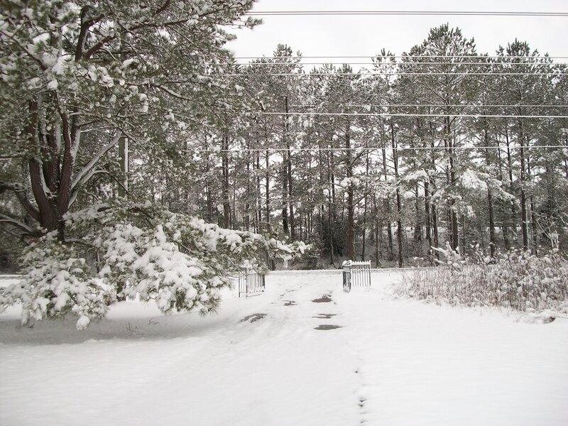 Snow-covered Path in Forest