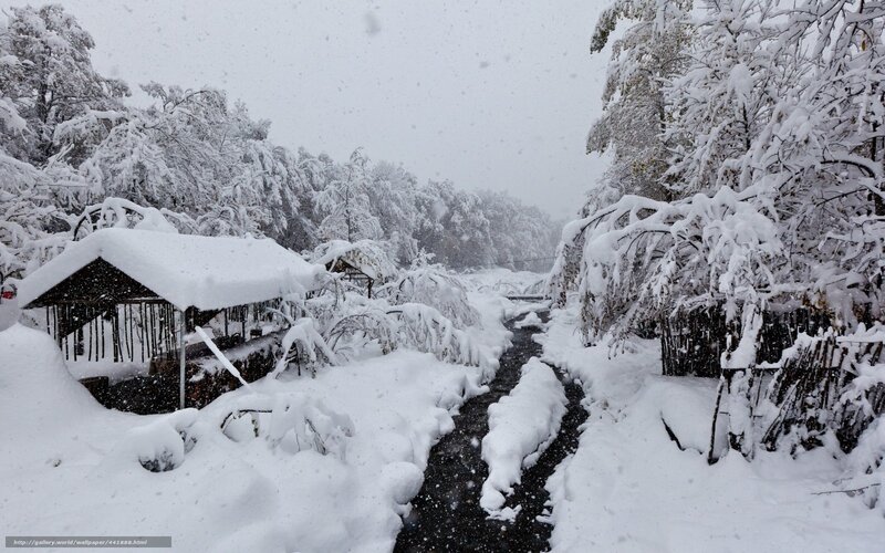 Snow-covered Path in Forest — White, Cold