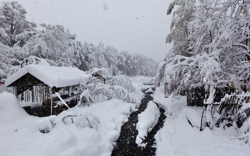 Snow-covered Path in Forest — White, Cold, Winter, Photograph, Trees