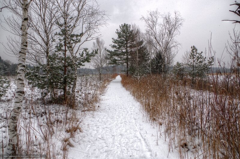 Snow-covered Path in Forest — White, Cold, Winter