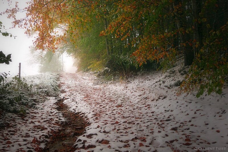 Snow-covered Path in Forest — White, Misty