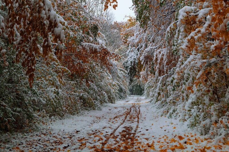 Snow-covered Path in Forest — White, Serene, Autumn, Photograph