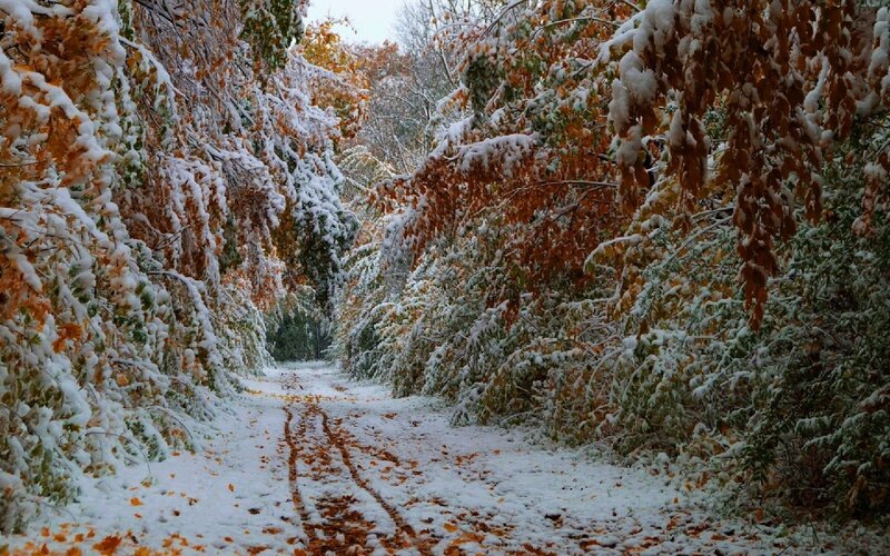 Snow-covered Path in Forest — White, Serene, Autumn