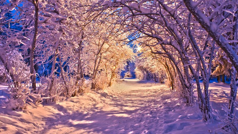 Snow-covered Path in Forest — White, Serene, Night, Photograph