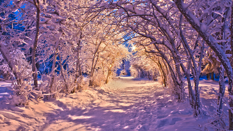 Snow-covered Path in Forest — White, Serene, Night