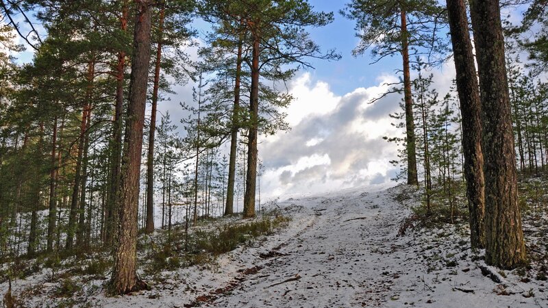 Snow-covered Path in Forest — White, Serene, Winter, Photograph, Pine Trees