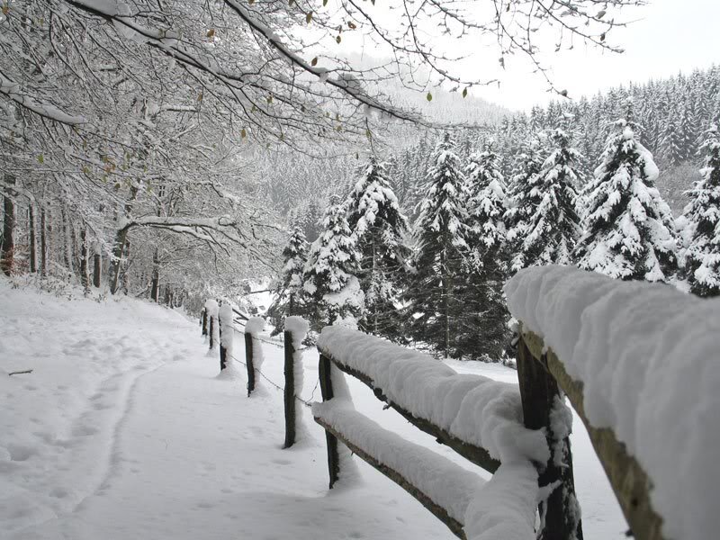 Snow-covered Path in Forest — White, Serene, Winter, Photograph