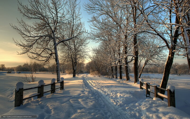 Snow-covered Path in Forest — White, Serene, Winter, Photograph, Trees, Fence, Footprints
