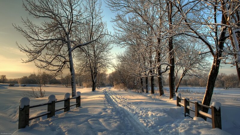 Snow-covered Path in Forest — White, Serene, Winter, Photograph, Trees, Fence, Snow, Blue