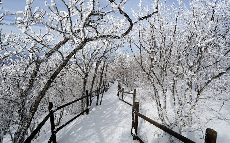 Snow-covered Path in Forest — White, Serene, Winter, Photograph, Trees, Fence, Snow