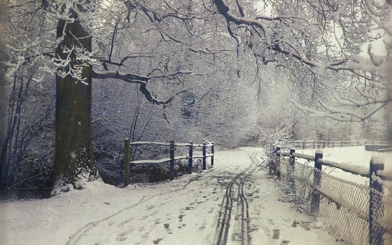 Snow-covered Path in Forest — White, Serene, Winter, Photograph, Trees, Fence, Tracks