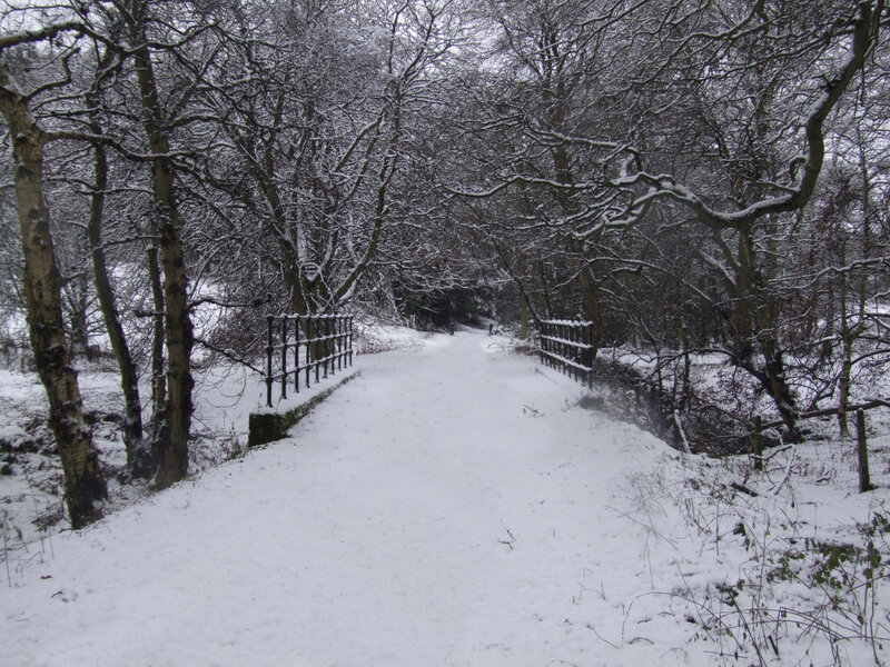 Snow-covered Path in Forest — White, Serene, Winter, Photograph, Trees, Fences