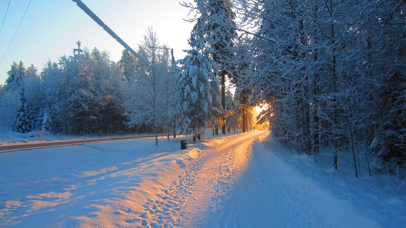Snow-covered Path in Forest — White, Serene, Winter, Photograph, Trees, Road