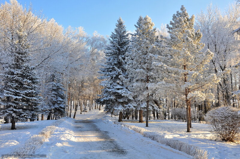 Snow-covered Path in Forest — White, Serene, Winter, Photograph, Trees, Sky