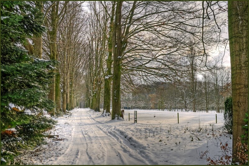 Snow-covered Path in Forest — White, Serene, Winter, Photograph, Trees, Snow, Evergreen, Brown