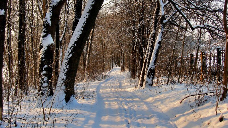 Snow-covered Path in Forest — White, Serene, Winter, Photograph, Trees, Snow, Fence