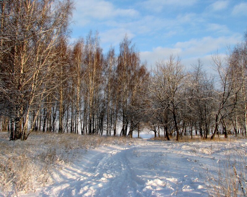 Snow-covered Path in Forest — White, Serene, Winter, Photograph, Trees, Snow, Sky, Blue, Brown