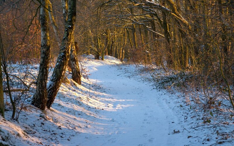 Snow-covered Path in Forest — White, Serene, Winter, Photograph, Trees, Snow, Sunlight, Brown, Gold