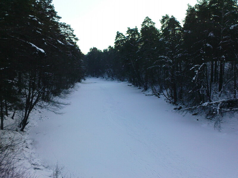 Snow-covered Path in Forest — White, Serene, Winter, Photograph, Trees, Snow