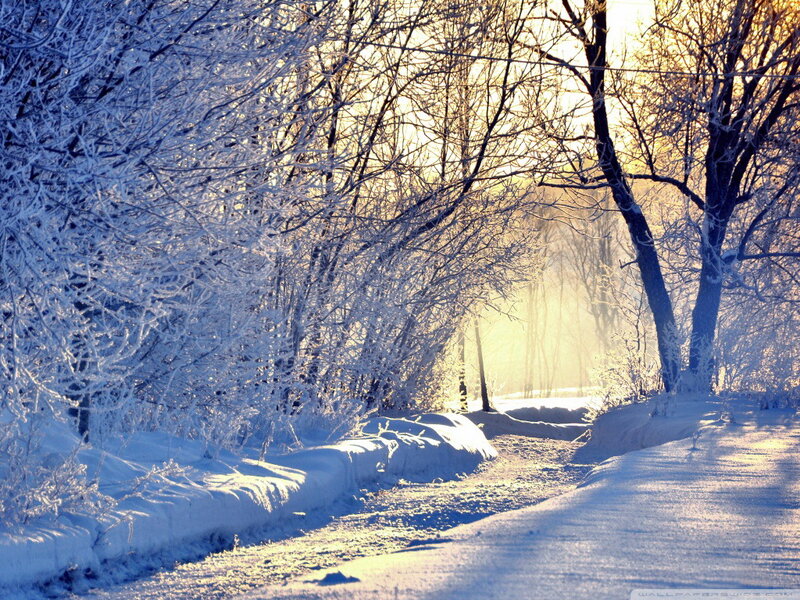 Snow-covered Path in Forest — White, Serene, Winter, Photograph, Trees, Sunlight