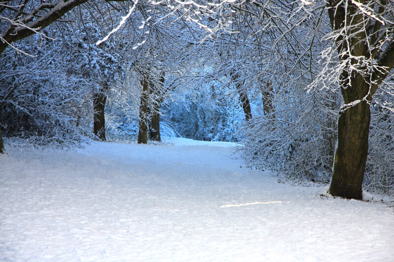 Snow-covered Path in Forest — White, Serene, Winter, Photograph, Trees