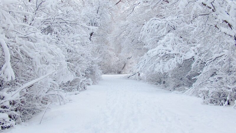 Snow-covered Path in Forest — White, Serene, Winter