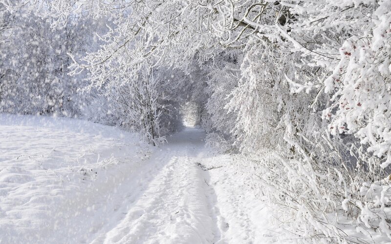 Snow-covered Path in Forest — White, Winter