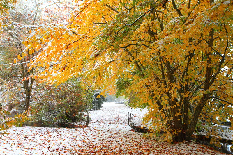 Snow-covered Path in Park