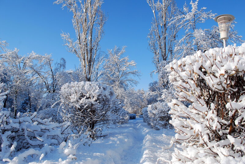 Snow-covered Path in Park — White, Serene, Winter, Photograph